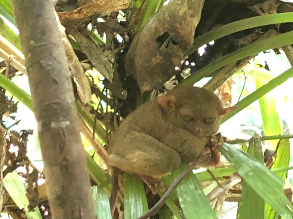 菲律宾自由行住宿雾岛,菲律宾薄荷岛宿务自由行