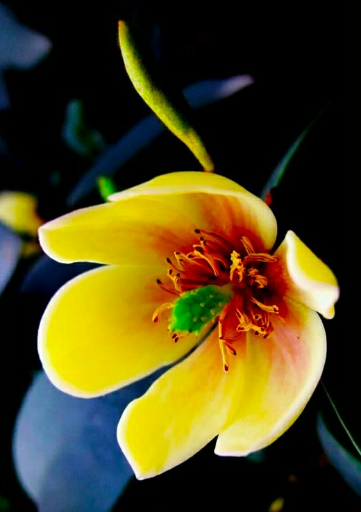 你含笑立在枝头上，笑而不语——含笑花