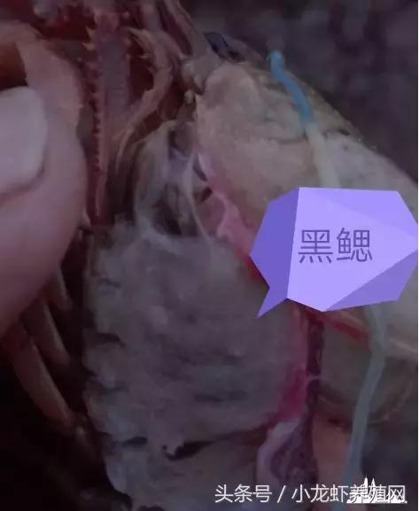 塘里死的龙虾,塘里面死了好多野生龙虾怎么回事