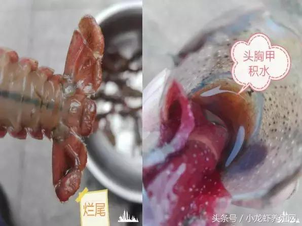 塘里死的龙虾,塘里面死了好多野生龙虾怎么回事