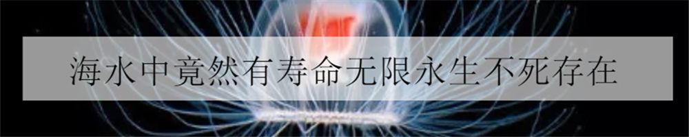 海洋小百科大全,海水小百科毯子蟹