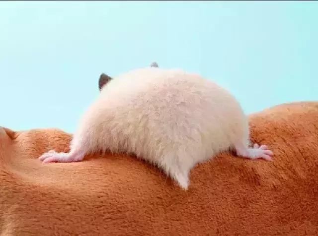 仓鼠知道认人吗,仓鼠知道猫是天敌吗