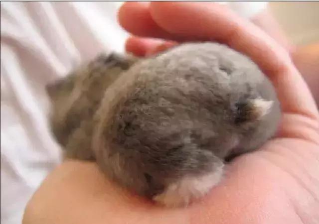 仓鼠知道认人吗,仓鼠知道猫是天敌吗