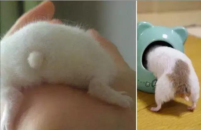 仓鼠知道认人吗,仓鼠知道猫是天敌吗