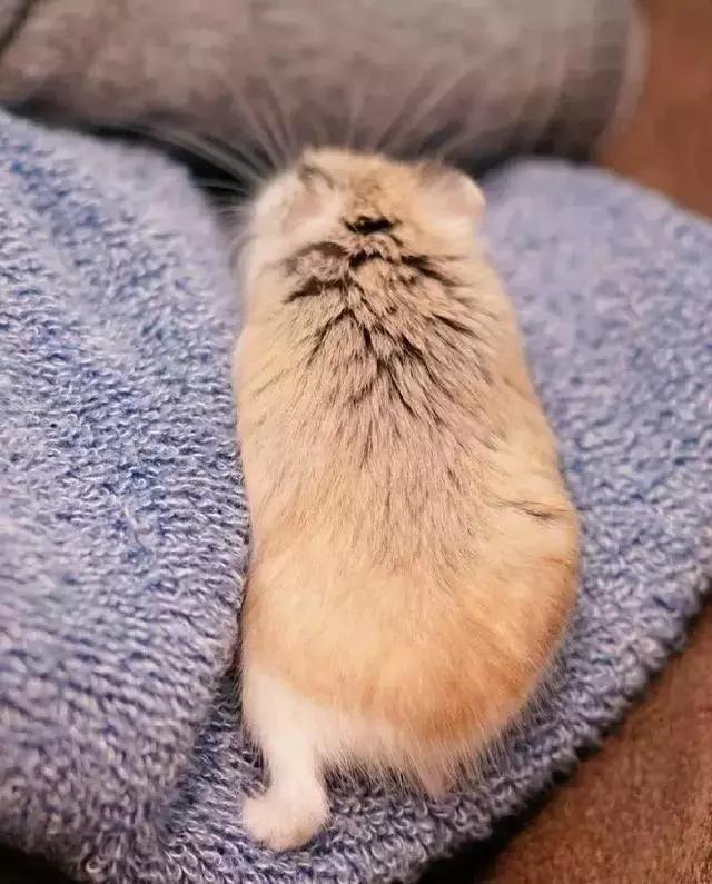 仓鼠知道认人吗,仓鼠知道猫是天敌吗