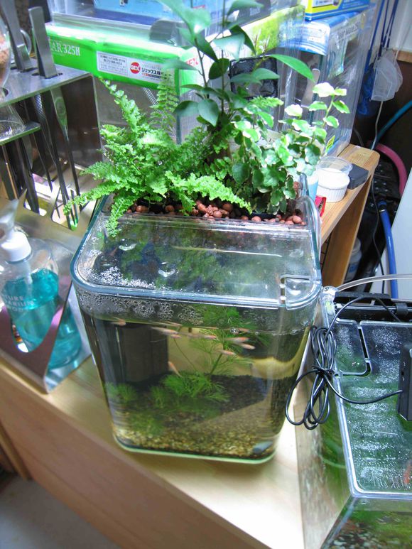 「龟龟环境篇」沼泽过滤（bogfilter）：一种原生态水处理技术