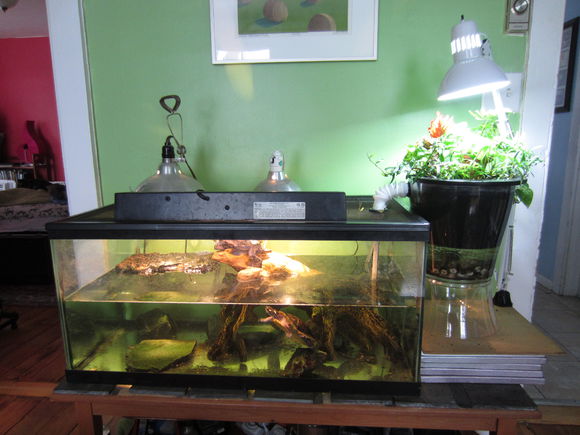 「龟龟环境篇」沼泽过滤（bogfilter）：一种原生态水处理技术