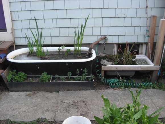 「龟龟环境篇」沼泽过滤（bogfilter）：一种原生态水处理技术