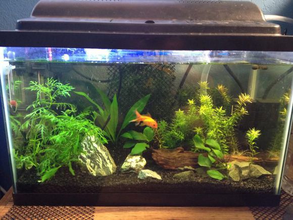 「龟龟环境篇」沼泽过滤（bogfilter）：一种原生态水处理技术