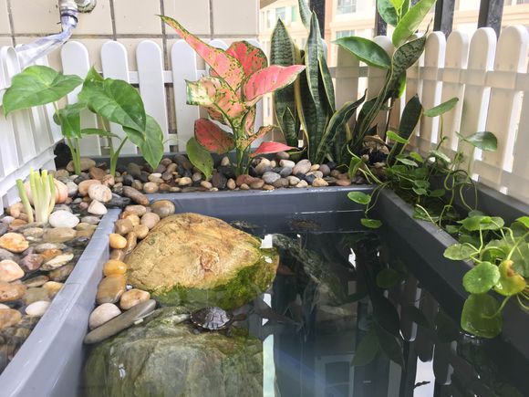 「龟龟环境篇」沼泽过滤（bogfilter）：一种原生态水处理技术