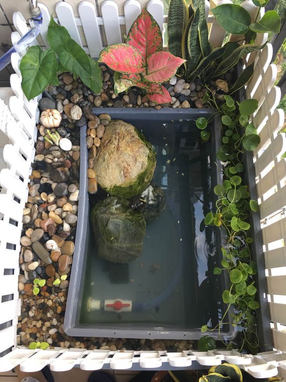 「龟龟环境篇」沼泽过滤（bogfilter）：一种原生态水处理技术