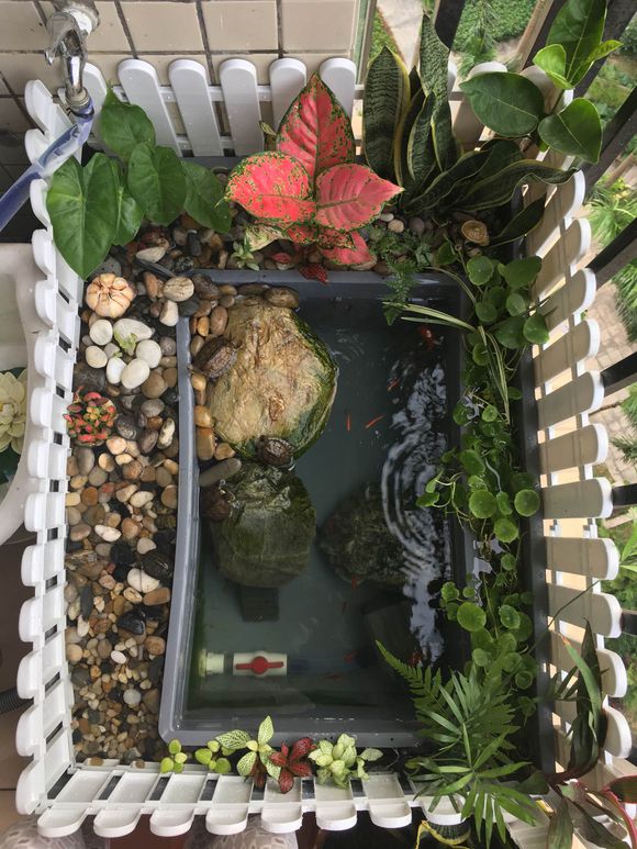 「龟龟环境篇」沼泽过滤（bogfilter）：一种原生态水处理技术