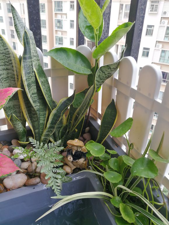 「龟龟环境篇」沼泽过滤（bogfilter）：一种原生态水处理技术