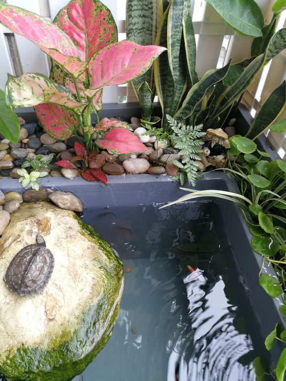 「龟龟环境篇」沼泽过滤（bogfilter）：一种原生态水处理技术