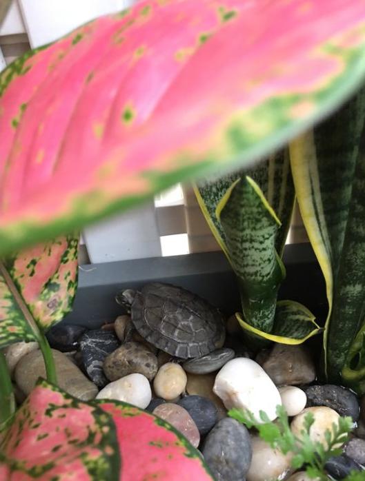 「龟龟环境篇」沼泽过滤（bogfilter）：一种原生态水处理技术