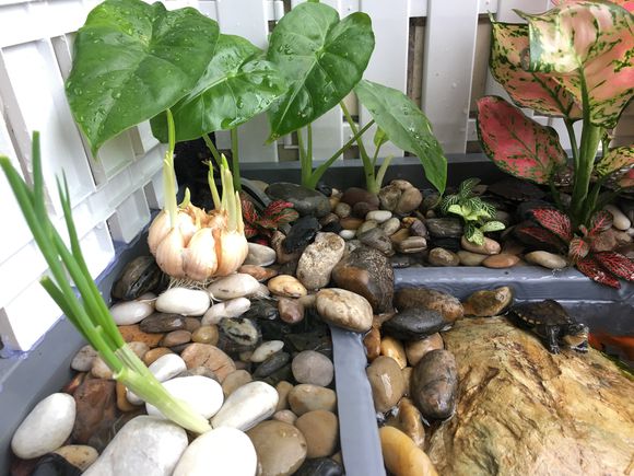 「龟龟环境篇」沼泽过滤（bogfilter）：一种原生态水处理技术