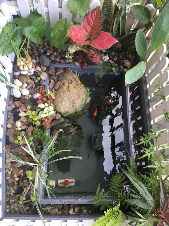 「龟龟环境篇」沼泽过滤（bogfilter）：一种原生态水处理技术