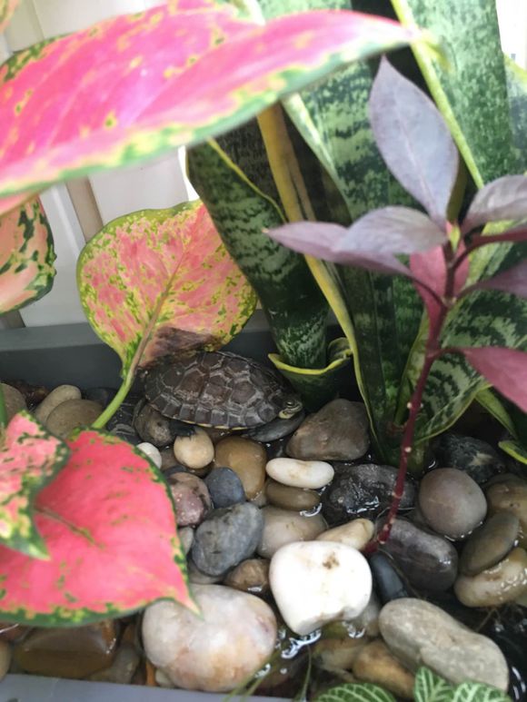 「龟龟环境篇」沼泽过滤（bogfilter）：一种原生态水处理技术