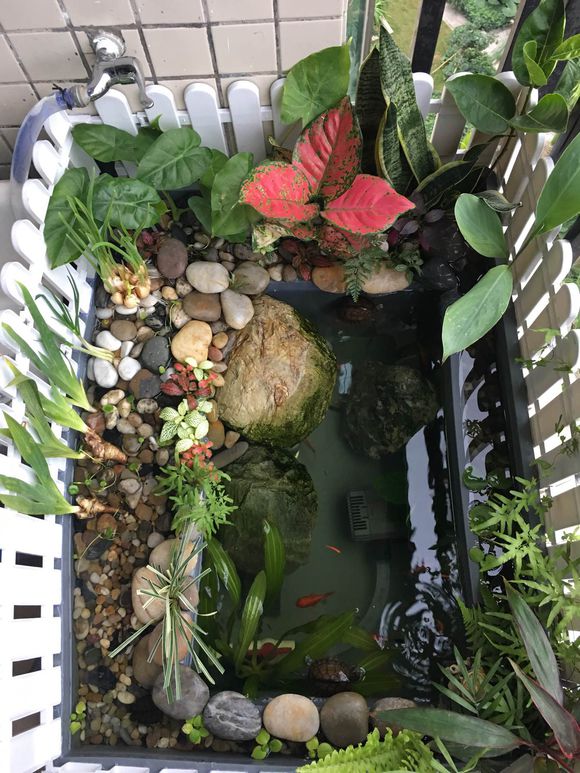 「龟龟环境篇」沼泽过滤（bogfilter）：一种原生态水处理技术