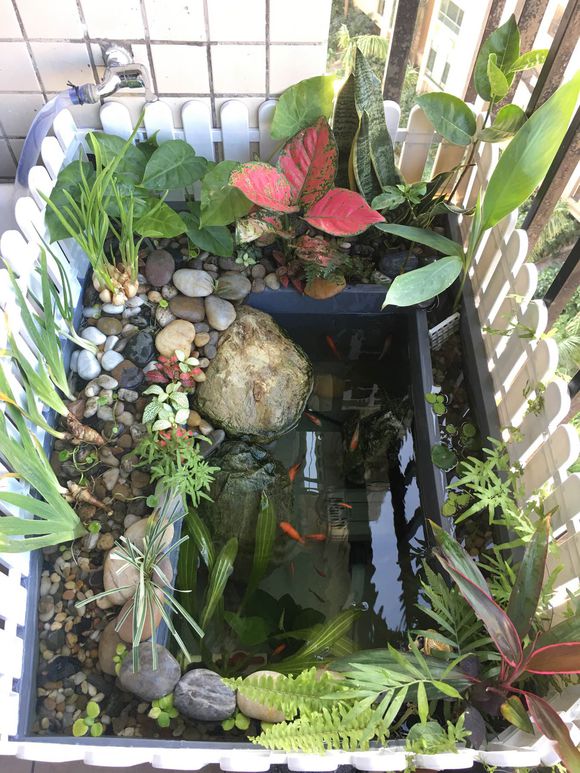 「龟龟环境篇」沼泽过滤（bogfilter）：一种原生态水处理技术