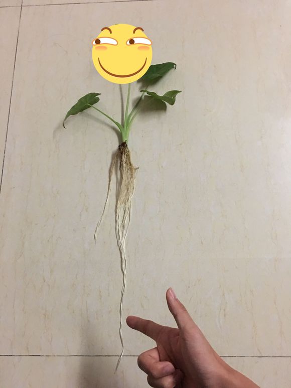 「龟龟环境篇」沼泽过滤（bogfilter）：一种原生态水处理技术