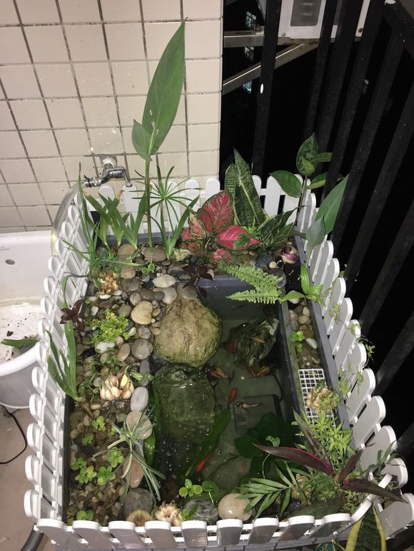 「龟龟环境篇」沼泽过滤（bogfilter）：一种原生态水处理技术