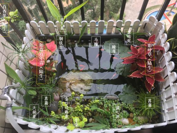 「龟龟环境篇」沼泽过滤（bogfilter）：一种原生态水处理技术