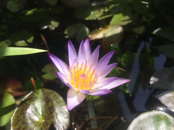 「龟龟环境篇」沼泽过滤（bogfilter）：一种原生态水处理技术