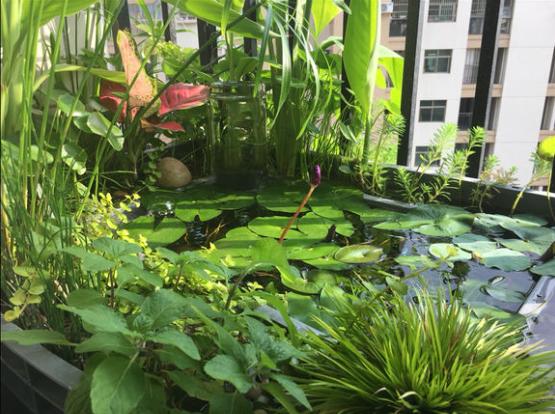 「龟龟环境篇」沼泽过滤（bogfilter）：一种原生态水处理技术