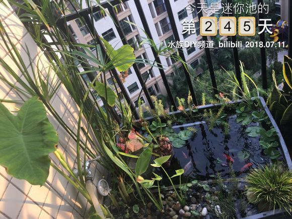 「龟龟环境篇」沼泽过滤（bogfilter）：一种原生态水处理技术