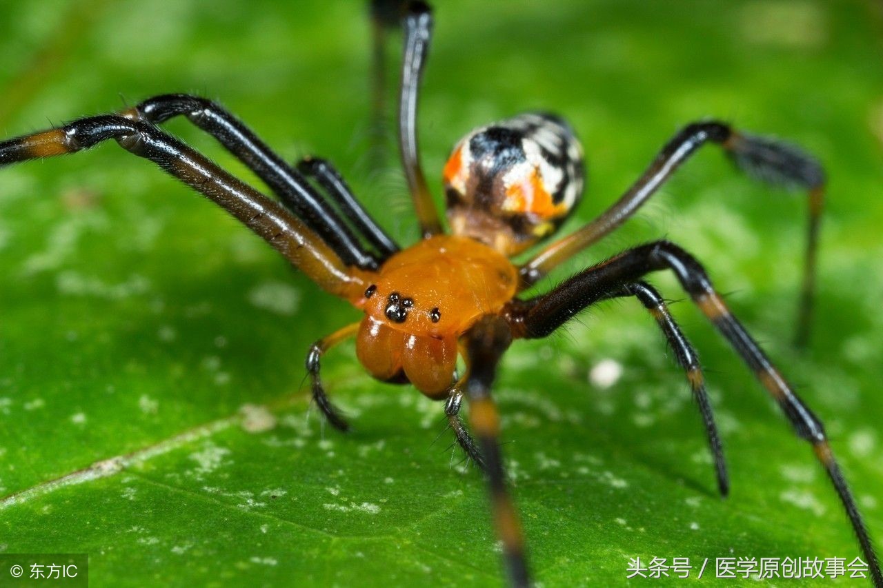 胸口出现蜘蛛痣去医院查什么,肝硬化长痣是什么意思