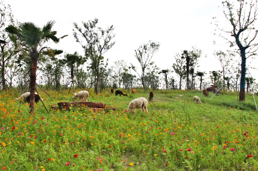 听说没！南通森林野生动物园车行区已经有一波动物抢先入住！