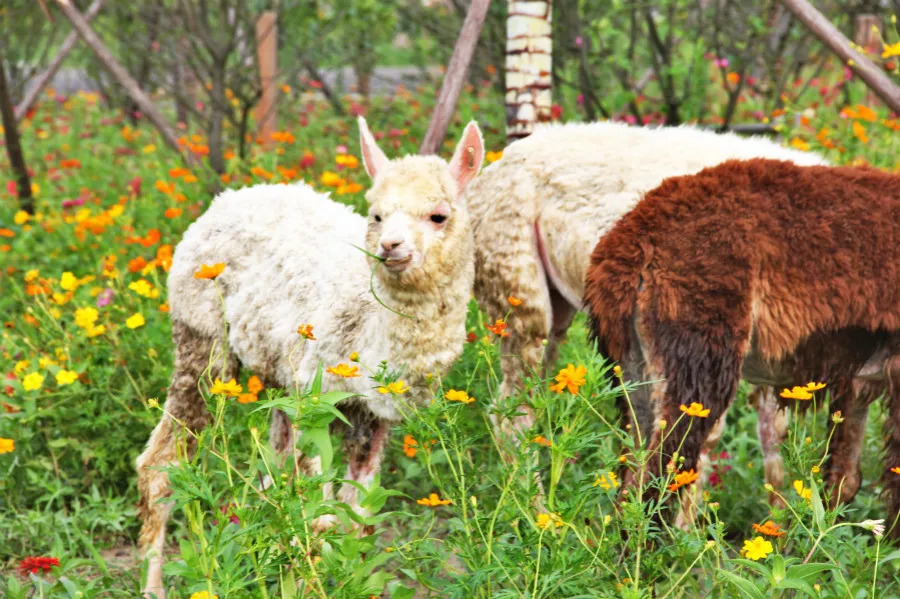 听说没！南通森林野生动物园车行区已经有一波动物抢先入住！