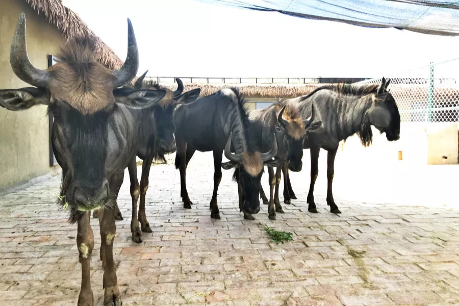 听说没！南通森林野生动物园车行区已经有一波动物抢先入住！