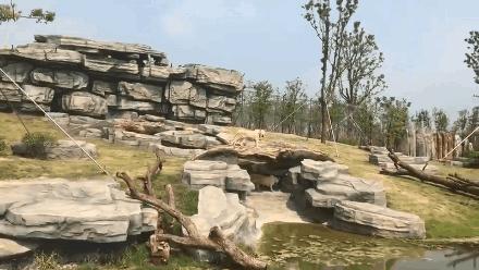 听说没！南通森林野生动物园车行区已经有一波动物抢先入住！