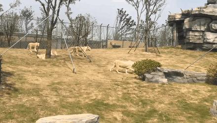 听说没！南通森林野生动物园车行区已经有一波动物抢先入住！