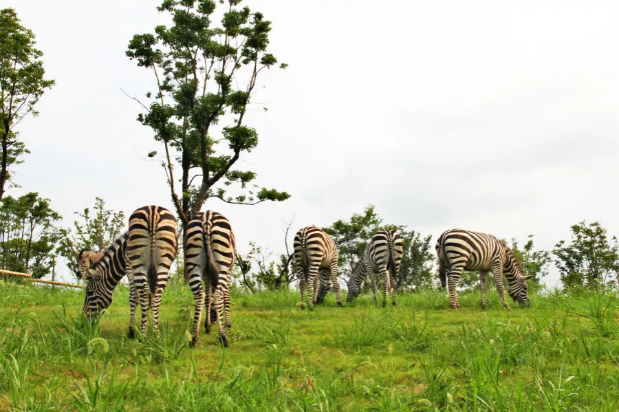 听说没！南通森林野生动物园车行区已经有一波动物抢先入住！