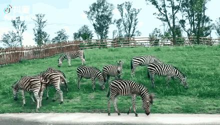 听说没！南通森林野生动物园车行区已经有一波动物抢先入住！