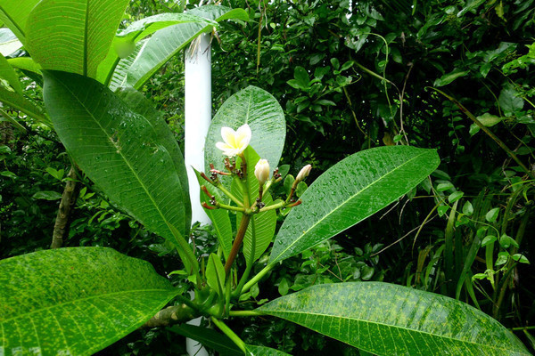 三亚旅游攻略自由行本地推荐,三亚旅游吃玩攻略自由行