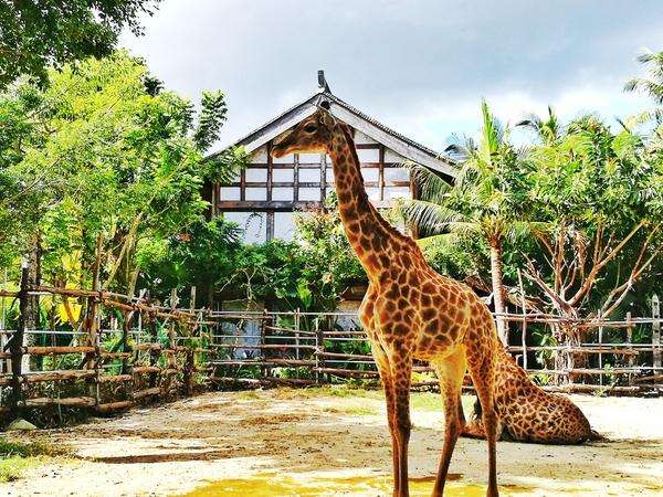 三亚千古情景区游玩攻略图片大全,三亚千古情旅游详细攻略