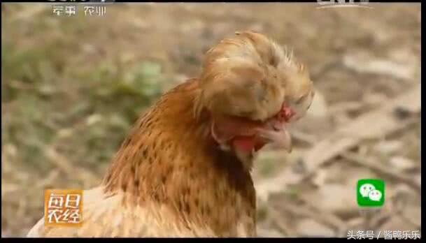 敢和毒蛇过招的动物,敢跟蛇较量的是什么动物