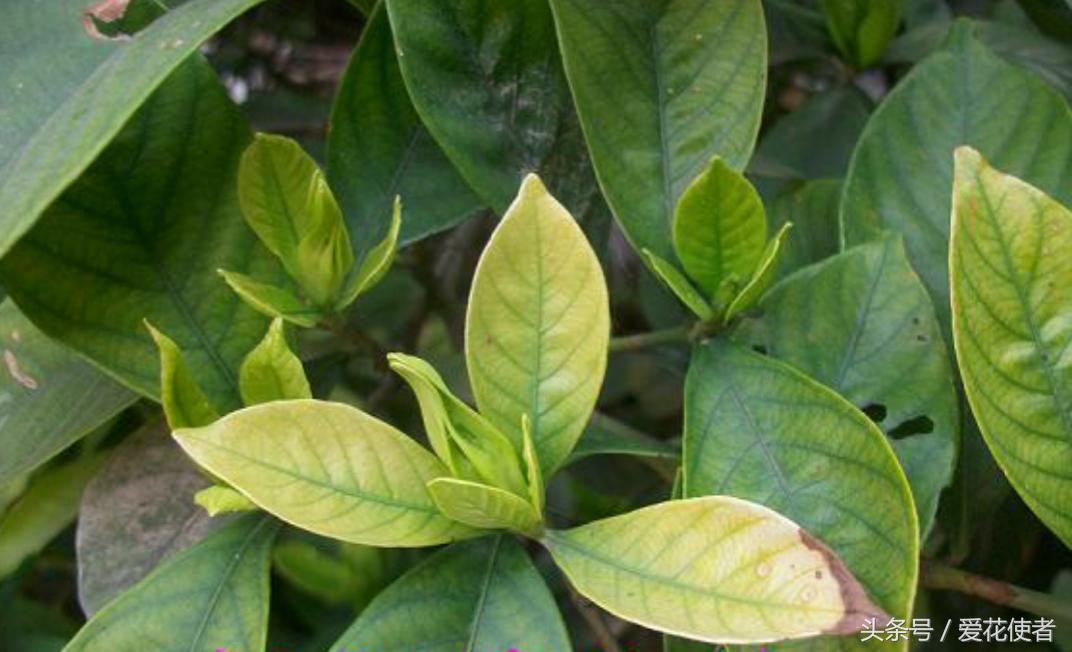 栀子花的叶片发黄需要人工剪掉吗,栀子花大面积叶片发黄是怎么回事
