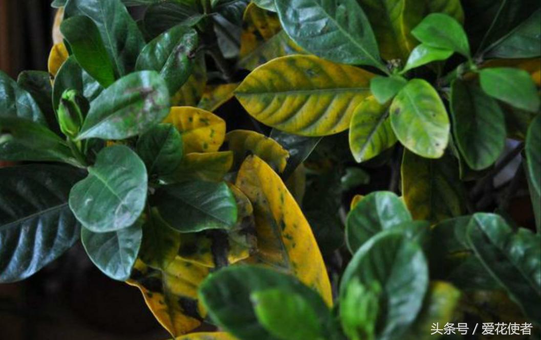 栀子花的叶片发黄需要人工剪掉吗,栀子花大面积叶片发黄是怎么回事