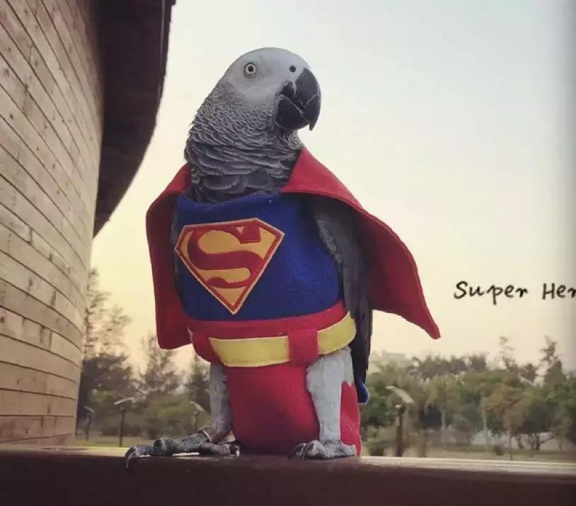 一周爆卖上百件鹦鹉尿布兜，这家淘宝店专给土拨鼠、蜥蜴做衣服