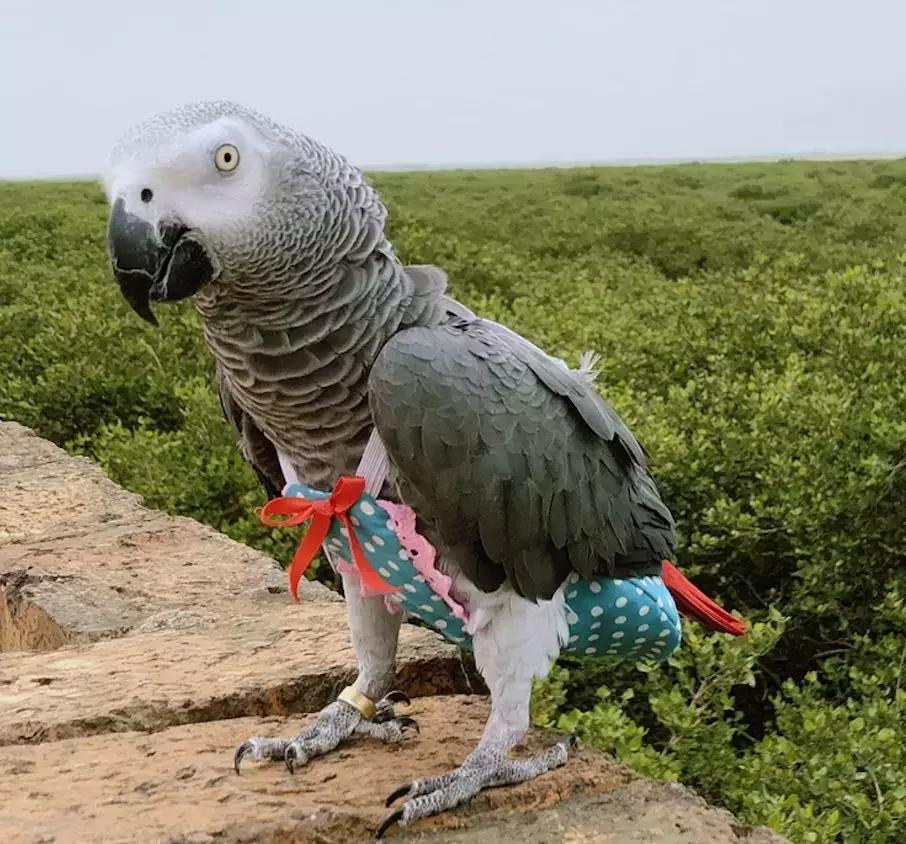 一周爆卖上百件鹦鹉尿布兜，这家淘宝店专给土拨鼠、蜥蜴做衣服