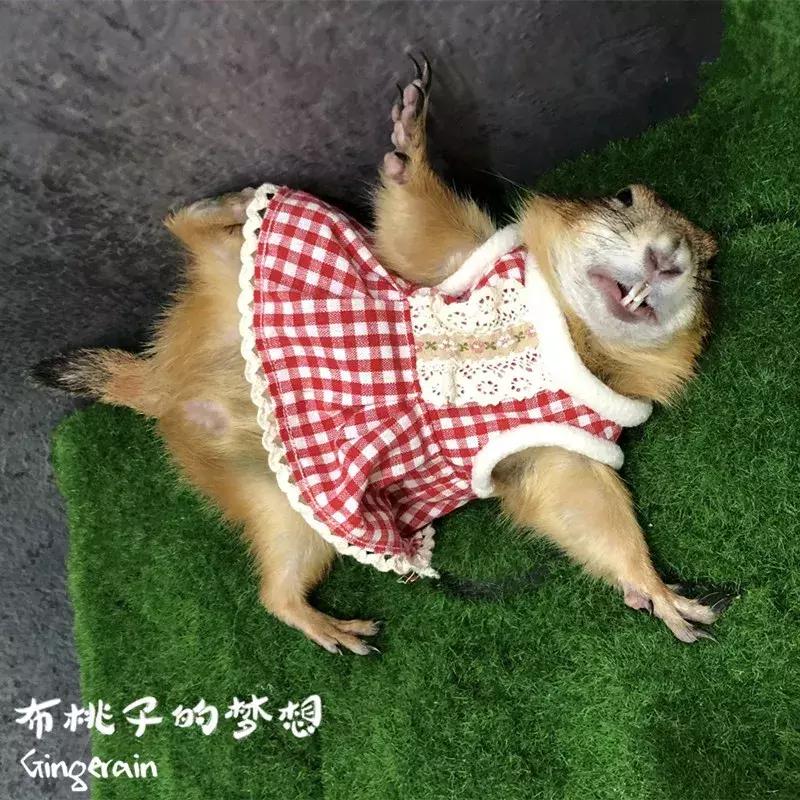 一周爆卖上百件鹦鹉尿布兜，这家淘宝店专给土拨鼠、蜥蜴做衣服