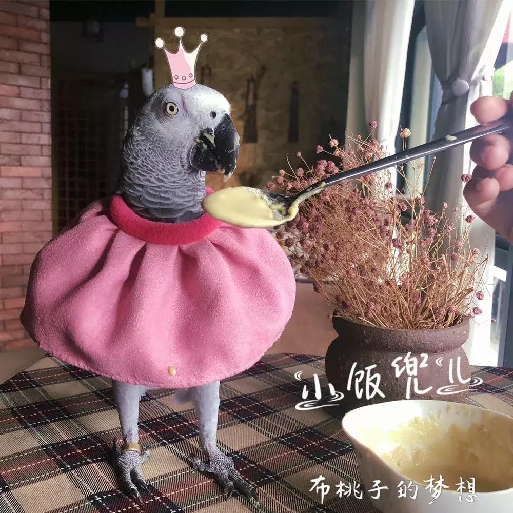 一周爆卖上百件鹦鹉尿布兜，这家淘宝店专给土拨鼠、蜥蜴做衣服