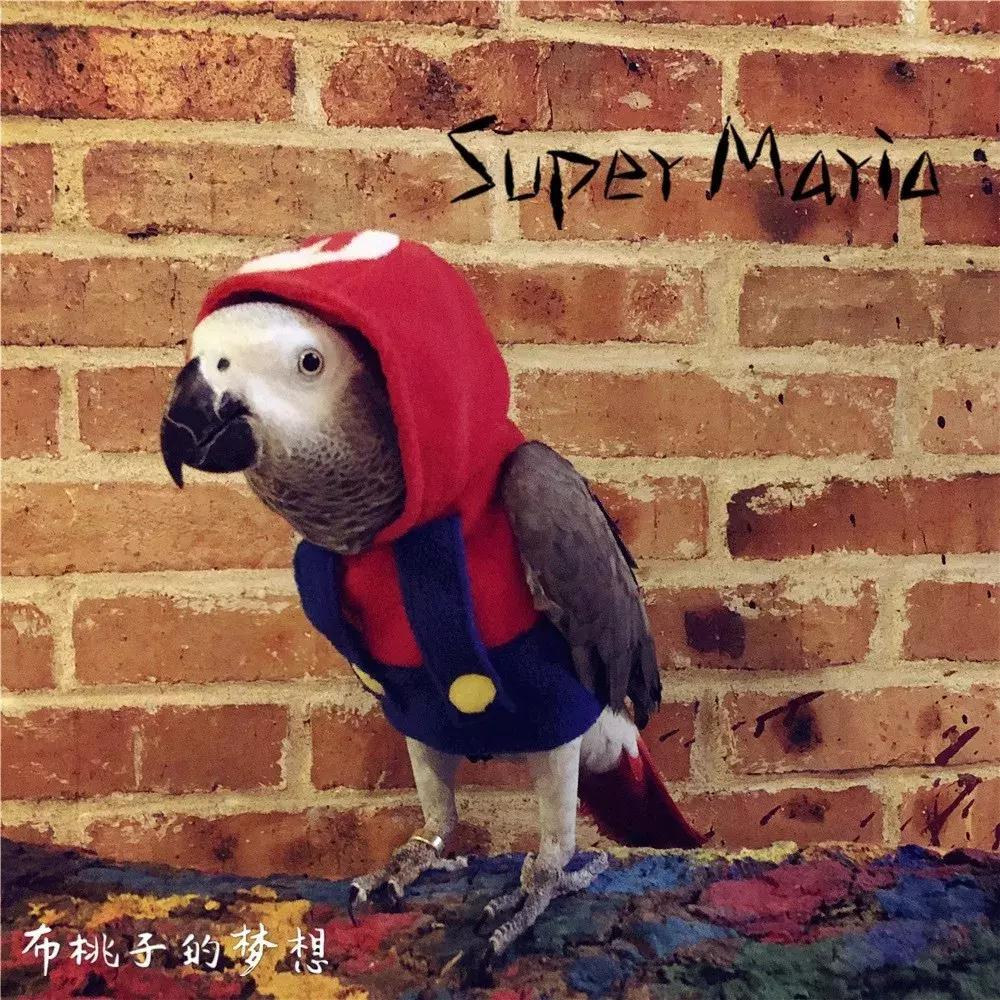 一周爆卖上百件鹦鹉尿布兜，这家淘宝店专给土拨鼠、蜥蜴做衣服