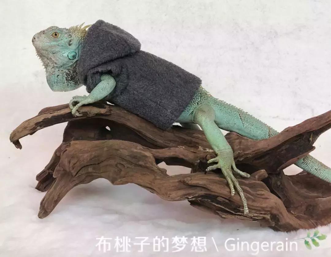 一周爆卖上百件鹦鹉尿布兜，这家淘宝店专给土拨鼠、蜥蜴做衣服