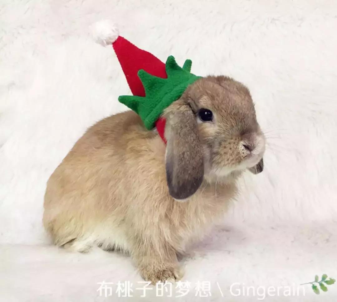 一周爆卖上百件鹦鹉尿布兜，这家淘宝店专给土拨鼠、蜥蜴做衣服